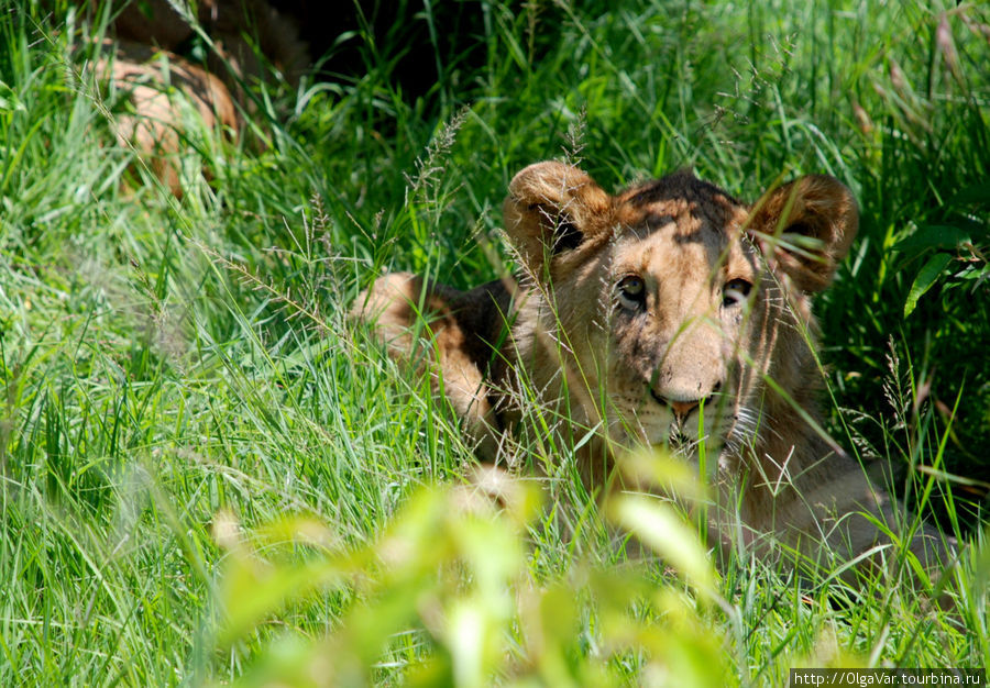 Другие с интересом поглядывали сквозь траву Масаи-Мара Национальный Парк, Кения
