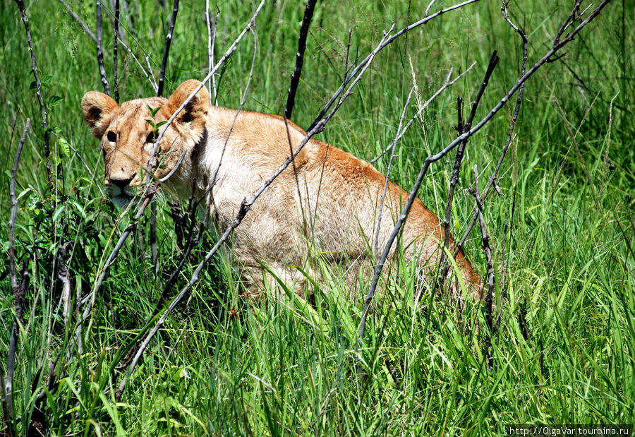 «Охота» на львов Масаи-Мара Национальный Парк, Кения