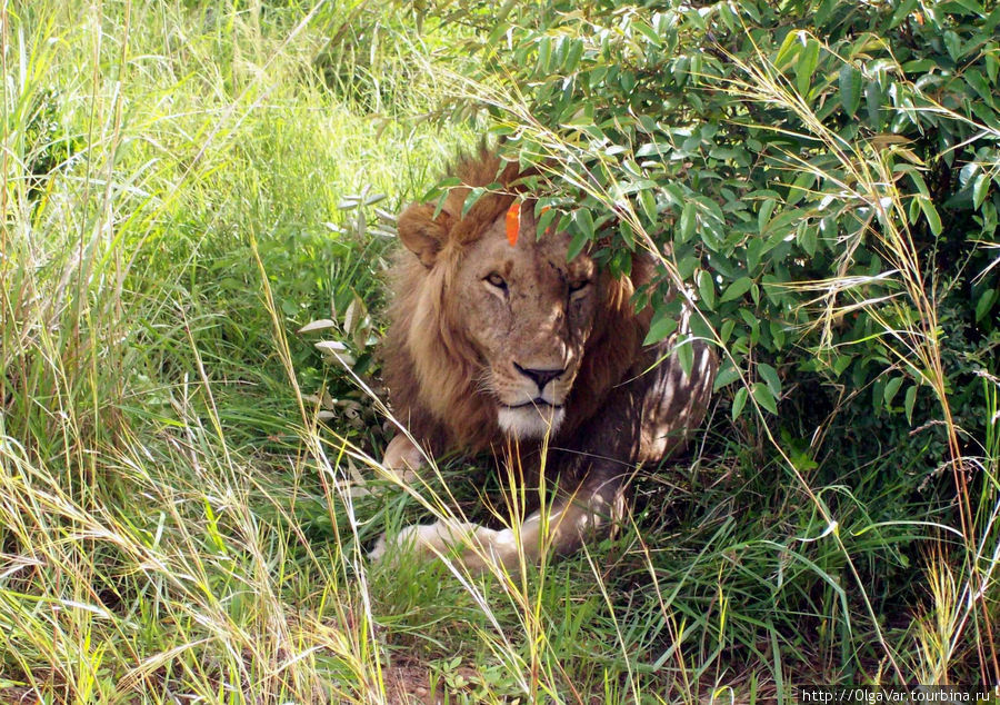 Но его сон был прерван Масаи-Мара Национальный Парк, Кения