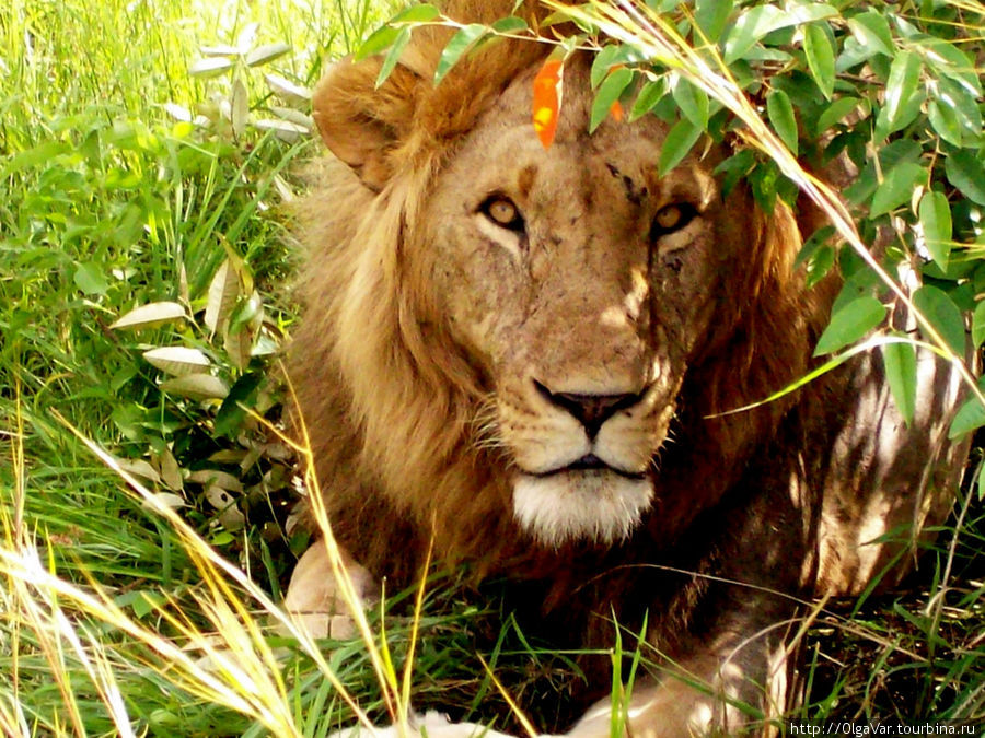 Взгляд хищника Масаи-Мара Национальный Парк, Кения