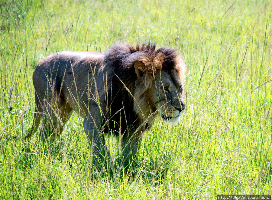 Черногривый Масаи-Мара Национальный Парк, Кения