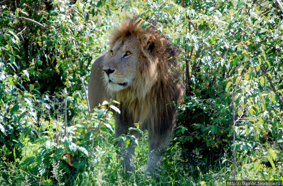 Лучше укрыться в тени... Масаи-Мара Национальный Парк, Кения