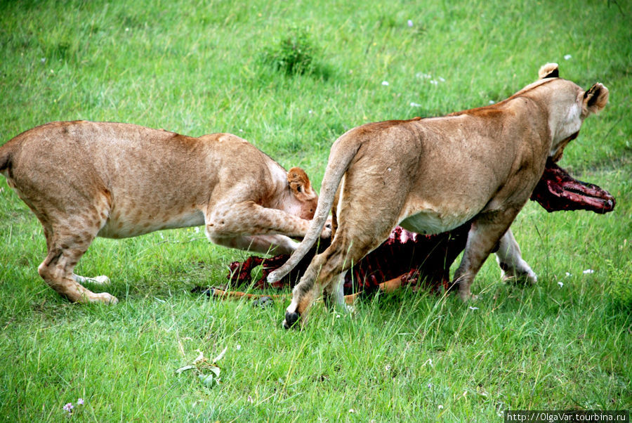 Надо перенести подальше... Масаи-Мара Национальный Парк, Кения