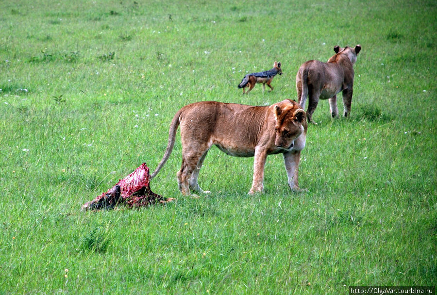 Вроде доедать уже нечего...Но оставлять жалко Масаи-Мара Национальный Парк, Кения