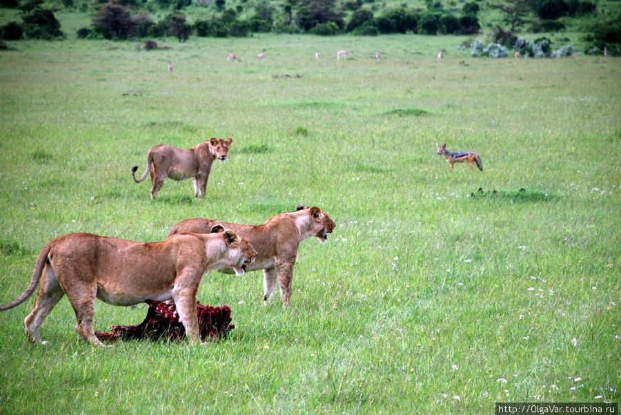 Будни африканских львиц Масаи-Мара Национальный Парк, Кения