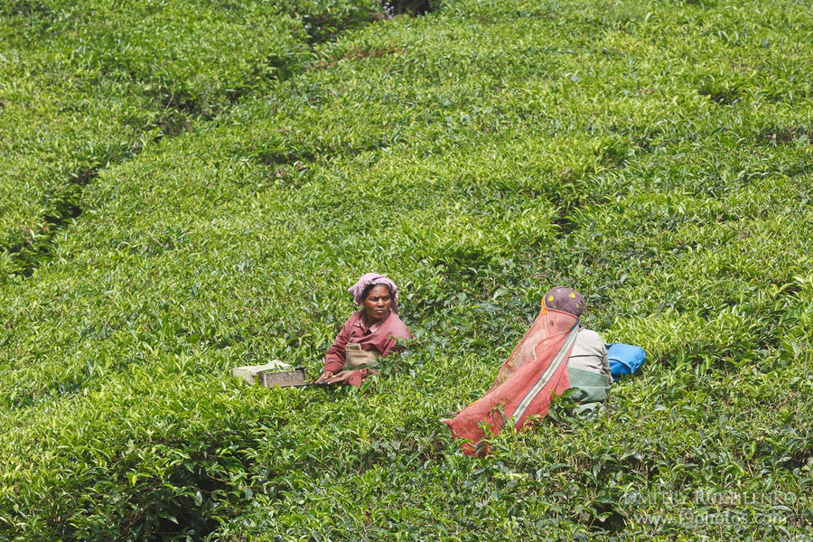 Рядом вовсю шла сборка чая Муннар, Индия