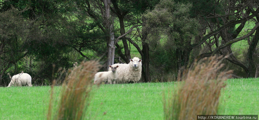Овцеводческая ферма Те-Ика-а-Мауи. Северный остров. Новая Зеландия