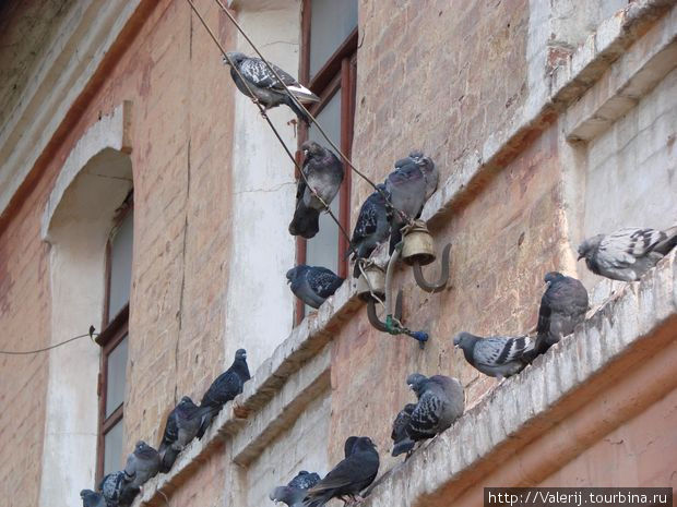 Вездесущие голуби Харьков, Украина
