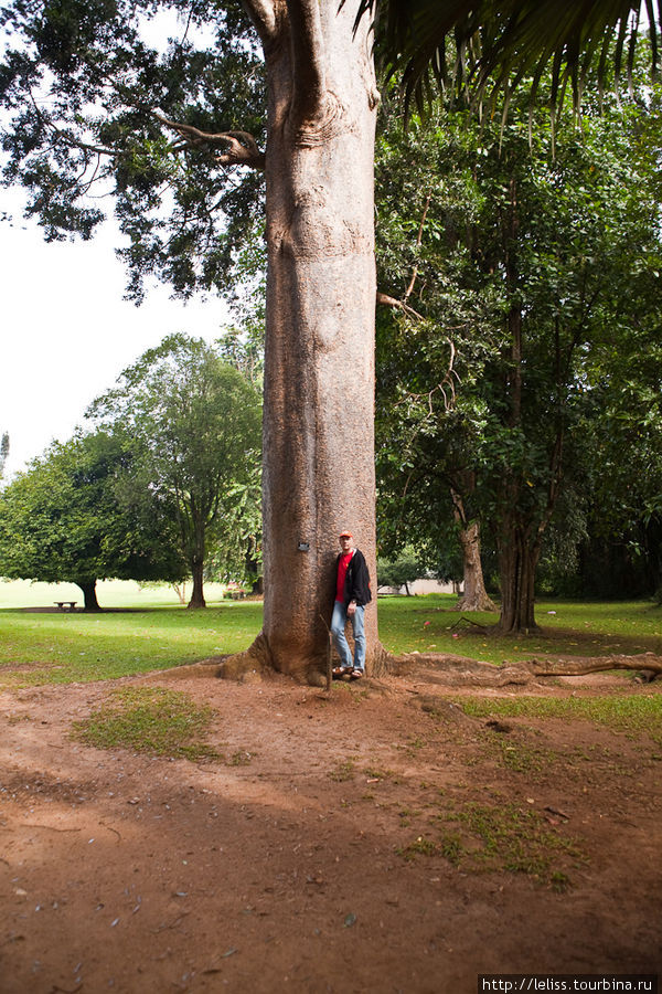 Человек для получения представления о размере дерева. Канди, Шри-Ланка