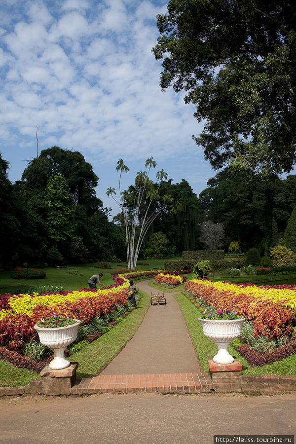 Ботанический сад в Канди Канди, Шри-Ланка