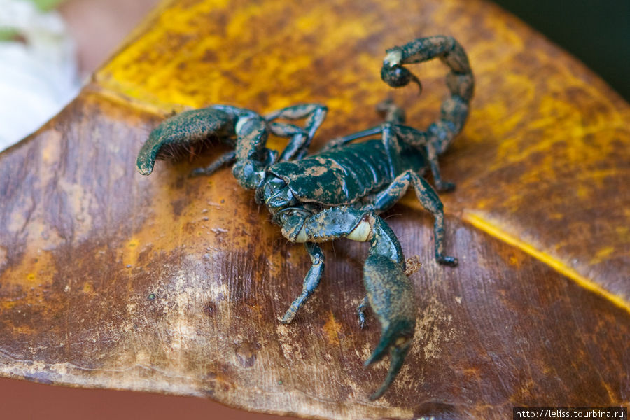 Скорпион Канди, Шри-Ланка