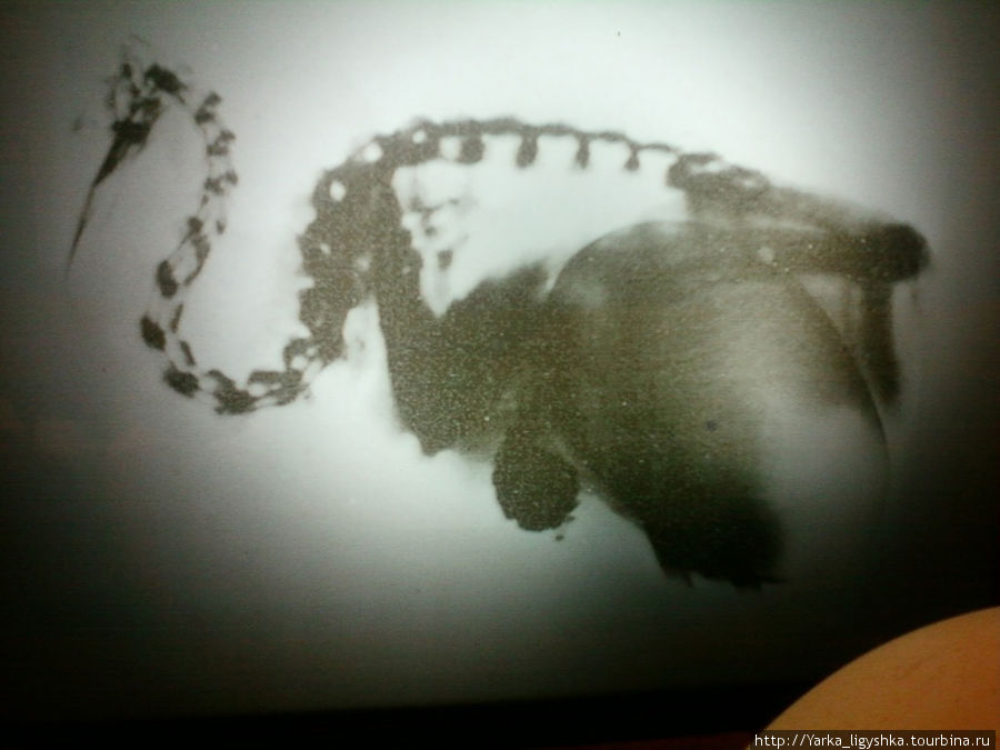 Рентгенограмма самочки киви, беременной яйцом Сингапур (город-государство)