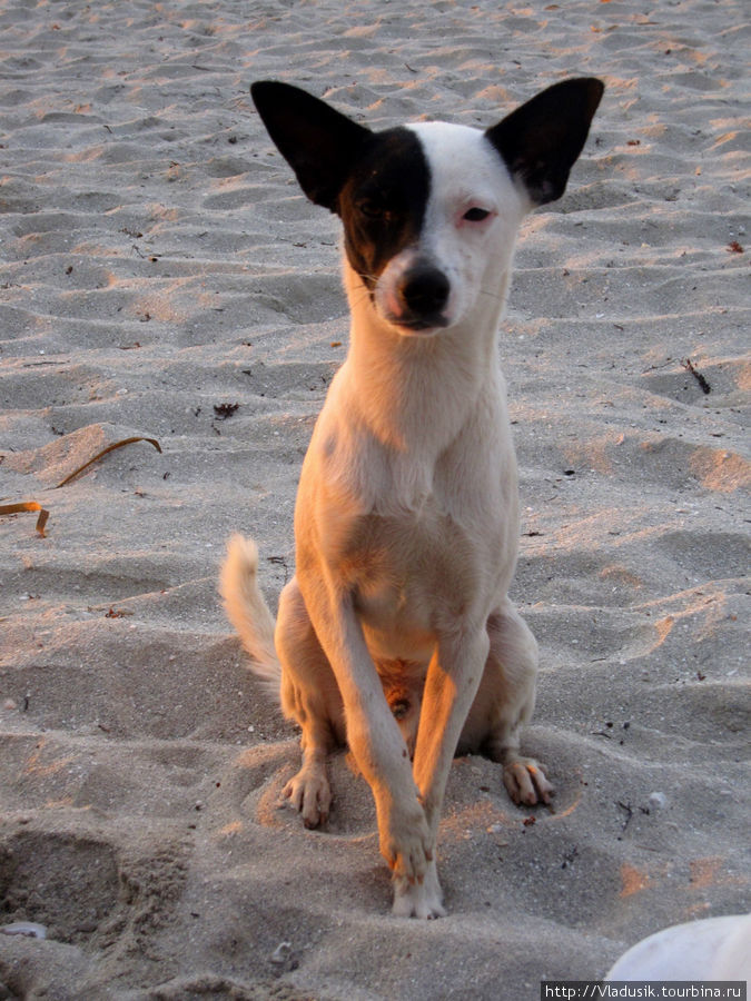 Прикольная хромая собака попрошайничала на пляже. Естественно, с таким взглядом голодать ей там не приходится. Варадеро, Куба