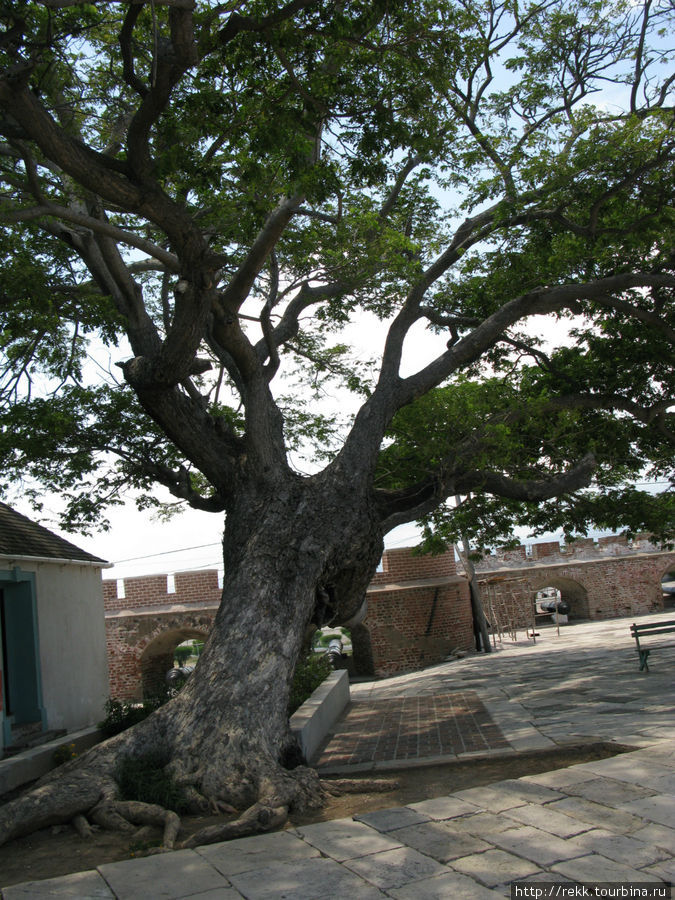 Это дерево у музея, как говорят, помнит и Моргана и Нельсона Ямайка