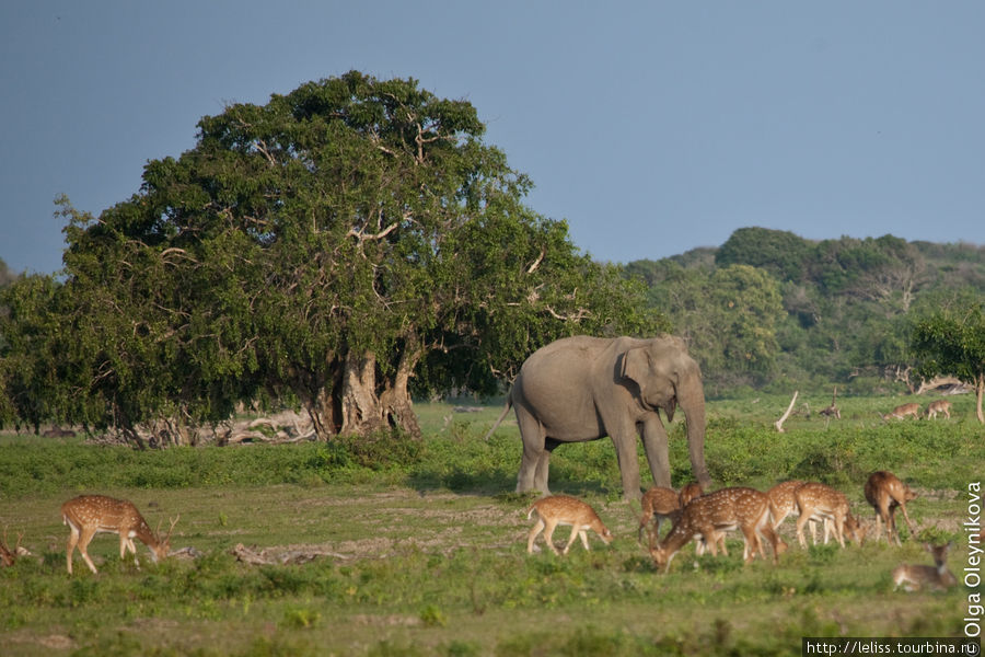 Погоня за леопардом (Шри Ланка, Национальный Парк Яла) Национальный парк Яла, Шри-Ланка