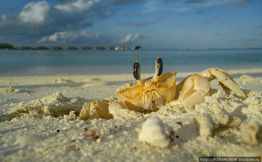 Здесь вы не только прекрасно отдохнете и наберетесь сил, но и привезете с собой сотни снимков экзотических жителей подводного царства, оригинальные сувениры, а главное — беззаботность и отличное настроение! Мале, Мальдивские острова