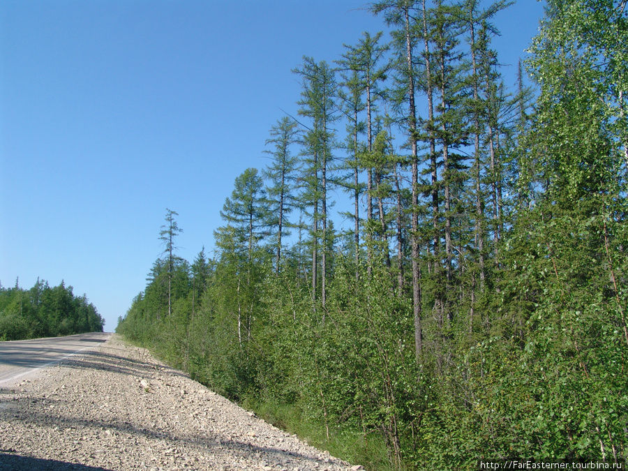 Вдоль трассы из Якутии в Амурскую область растет доисторический лес из хвойных лиственниц и папоротников Нерюнгри, Россия