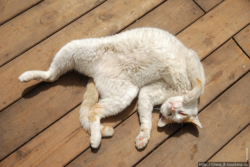 Котики валяются под солнцем – у них сиеста. Родос, остров Родос, Греция