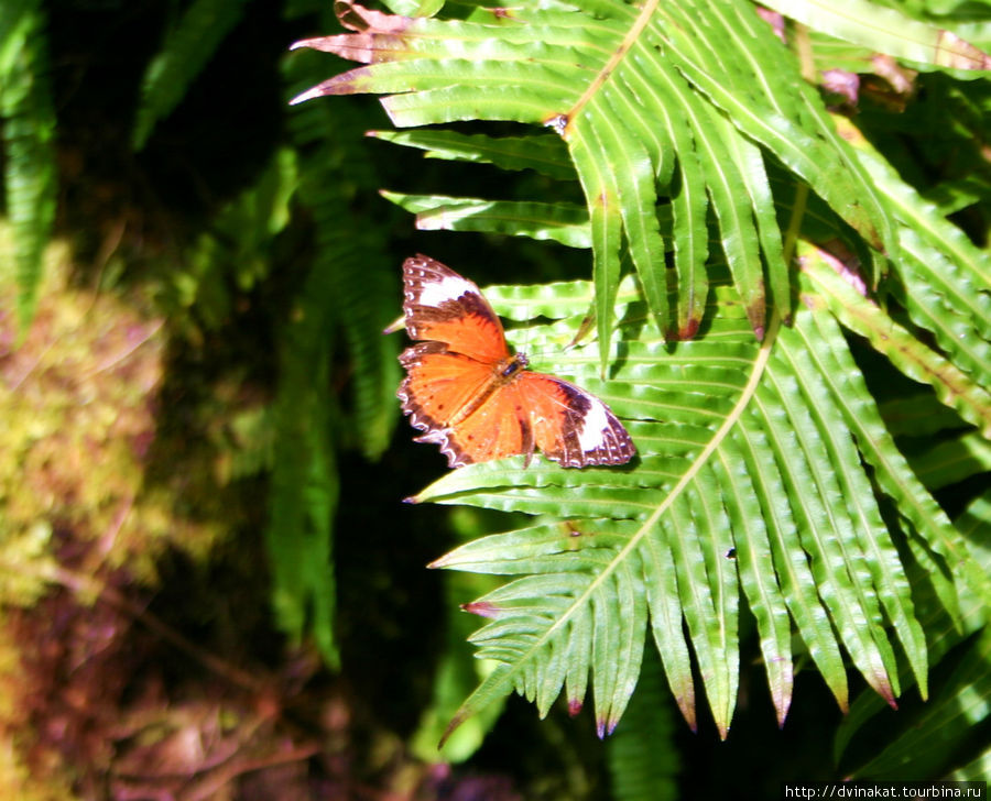 Парк бабочек Куранда, Австралия