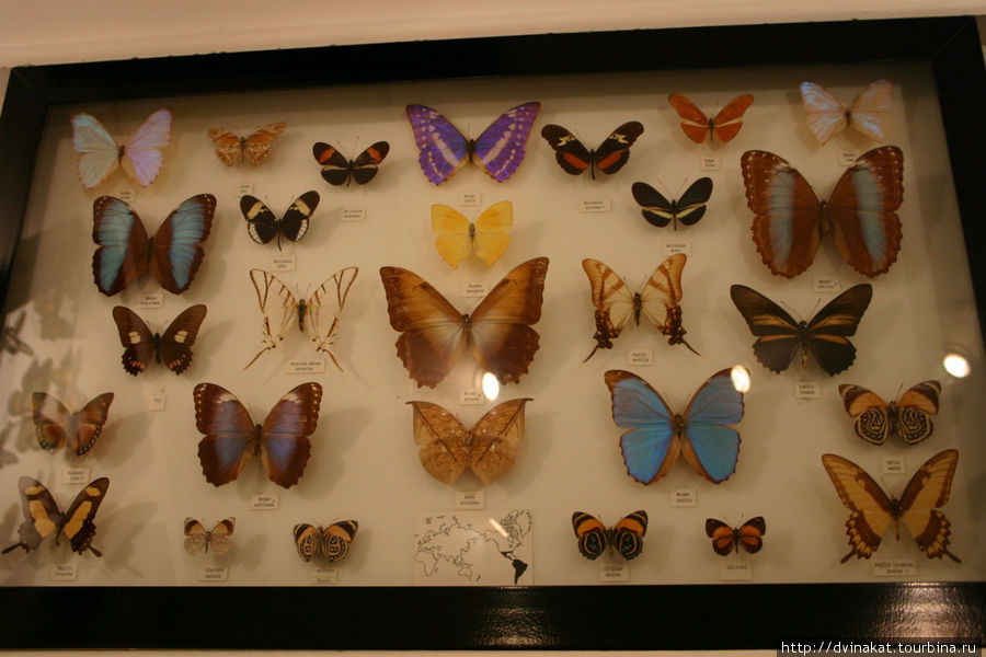 И одна из самых больших коллекций бабочек, думаю мечта любого энтомолога Куранда, Австралия