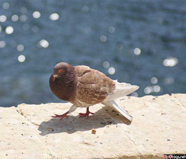 Один из жирных и наглых мальтийских голубей Слима, Мальта