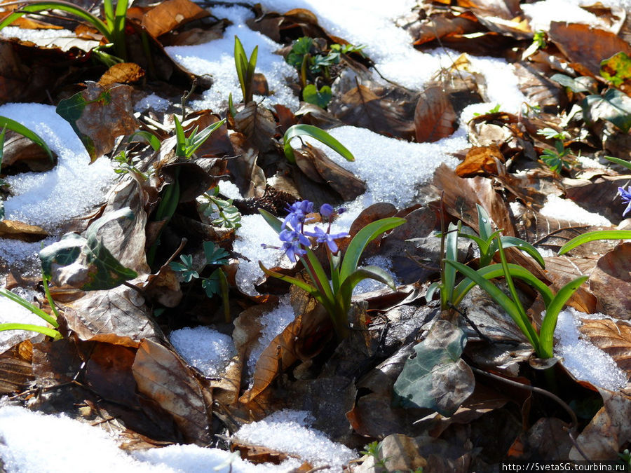 Март в Крыму. Цветы под снегом. Республика Крым, Россия
