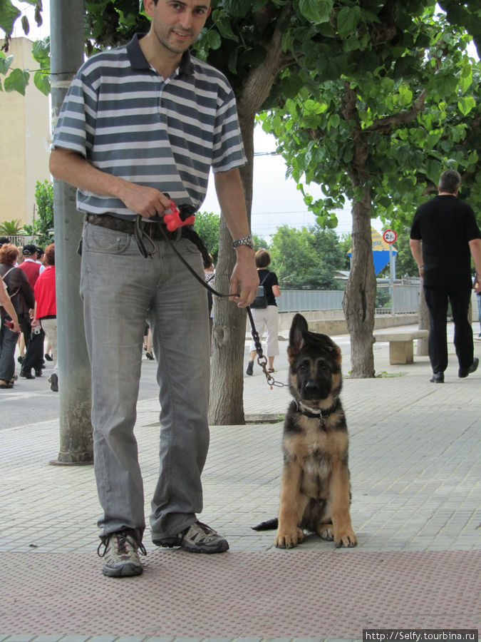 Этот милый пес с заложенным ушком, встречался нам еще несколько раз:) Калелья, Испания