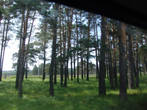 Вид из окна на амурские леса