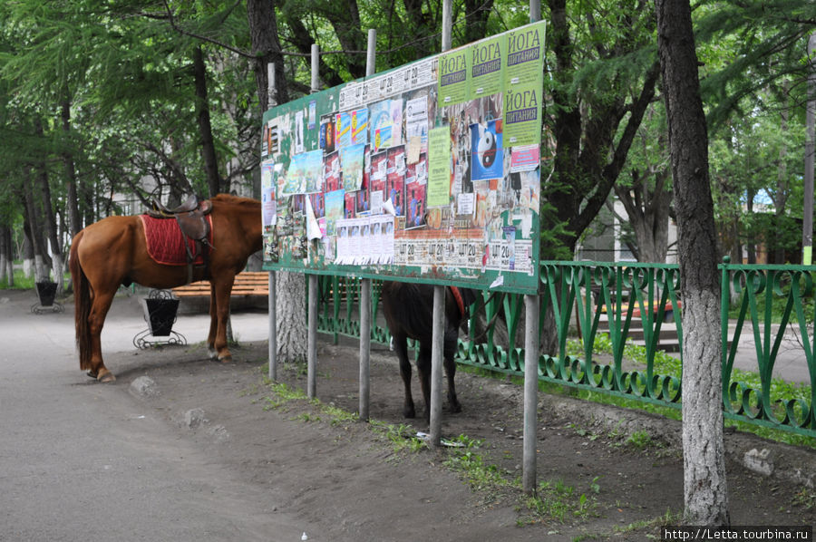 По улицам лошадей водили Елизово, Россия