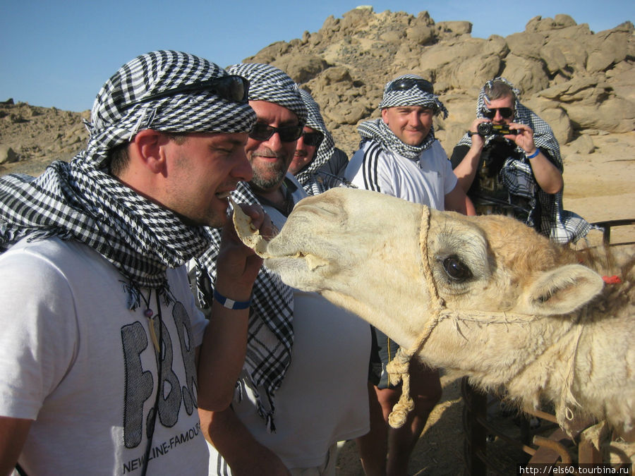 Местный верблюжонок развлекает публику поеданием лепешек.. Хургада, Египет