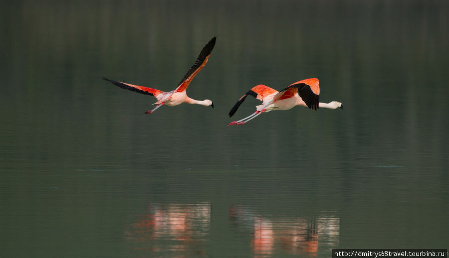 Торрес-дель-Пайн - фламинго. Национальный парк Торрес-дель-Пайне, Чили