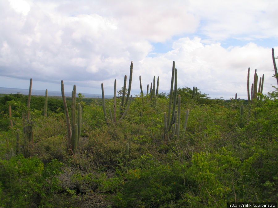 На Кюрасао, как и на многих карибских островах — огромное разнообразие кактусов. Странно, но нет мескалиновых сортов...