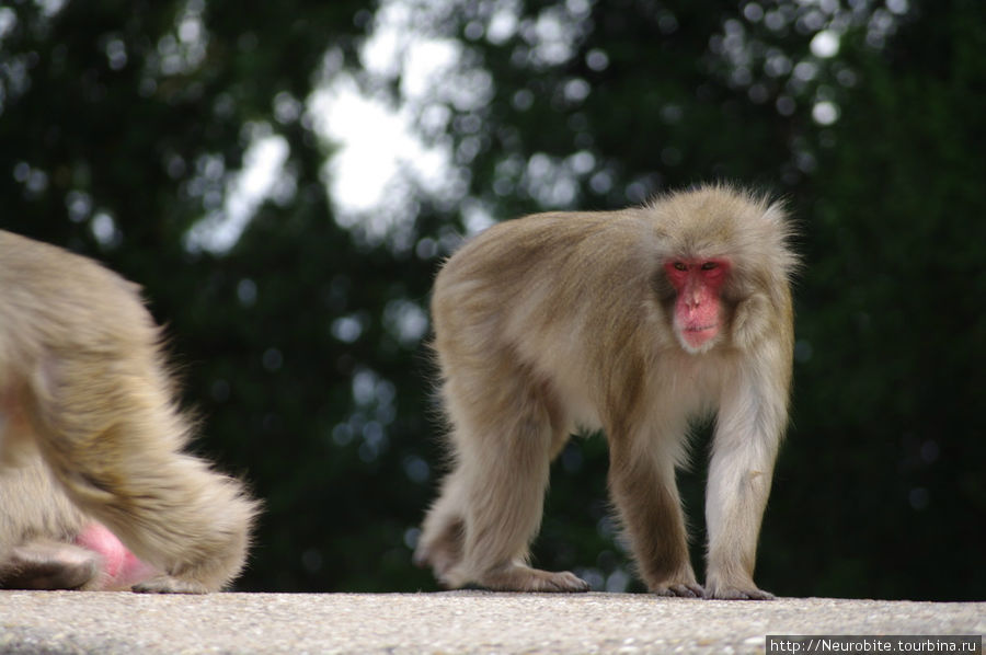 Вильгельма: зооботанический сад - приматы, прям как мы Штутгарт, Германия