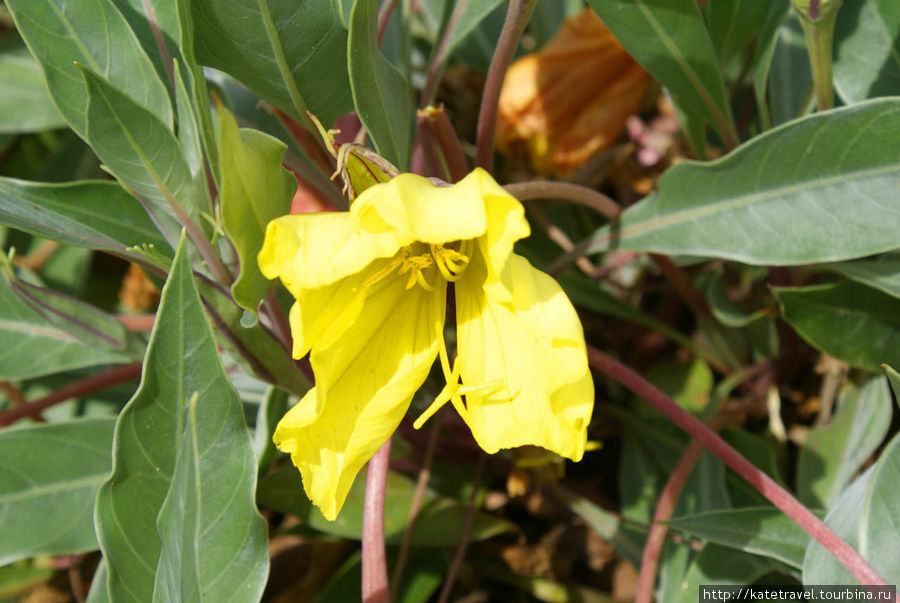 Цветы и звезды Пражского ботанического сада Прага, Чехия Цветы и звезды Пражского ботанического сада Прага, Чехия