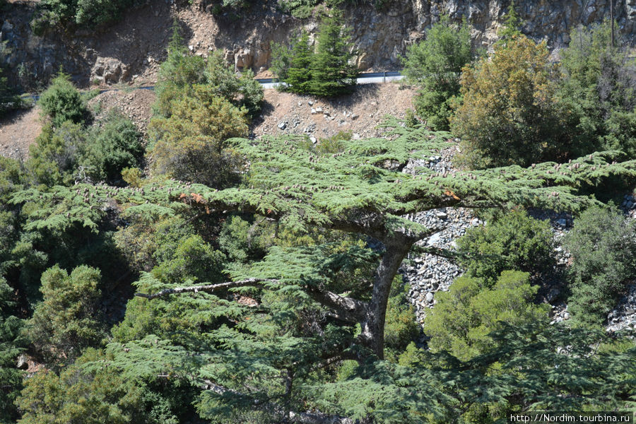 Дорога к Монастырю Киккос лес Пафос, Кипр