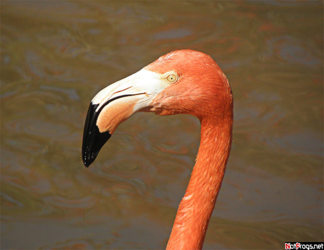 Фламинго, кажется, были в каждом из посещенных нами парков Сан-Диего, CША