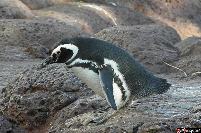 Один из пингвинов Сан-Диего, CША
