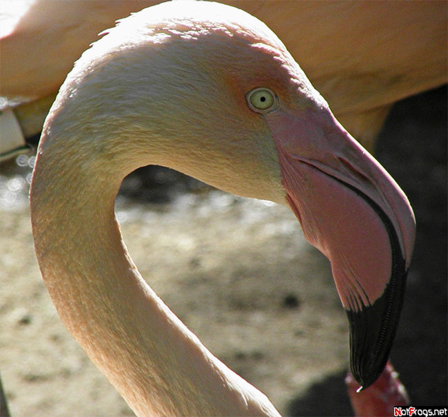 Очередной фламинго, на сей раз бело-розовый Лос-Анжелес, CША