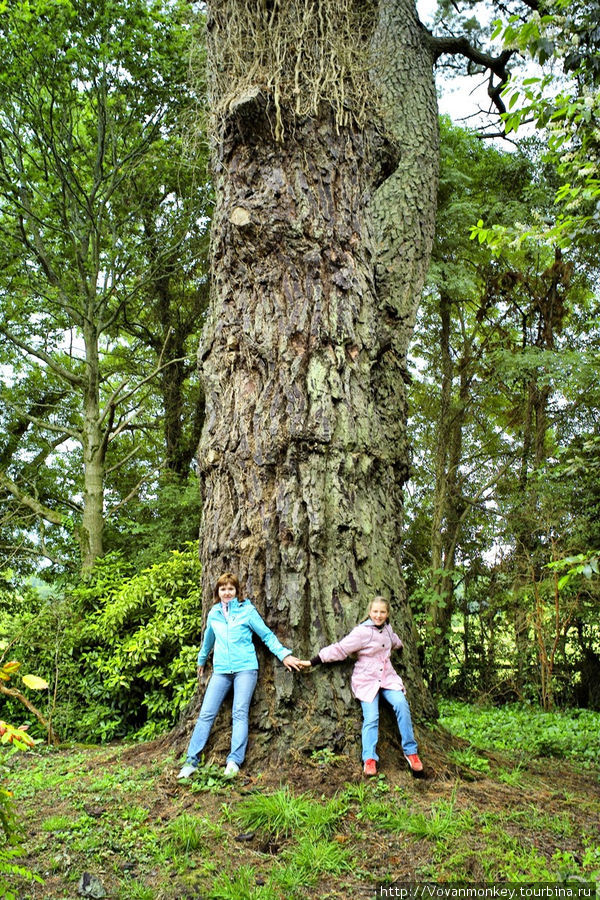 В саду Rock Close — вековые деревья Блэрни, Ирландия