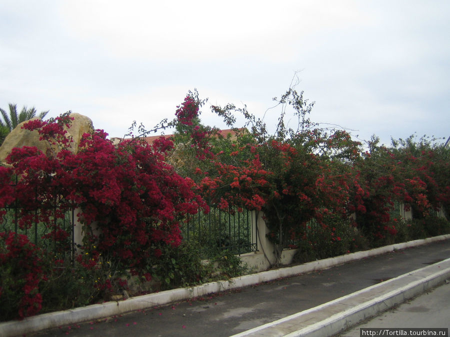 Цветущие бугенвиллии Сусс, Тунис