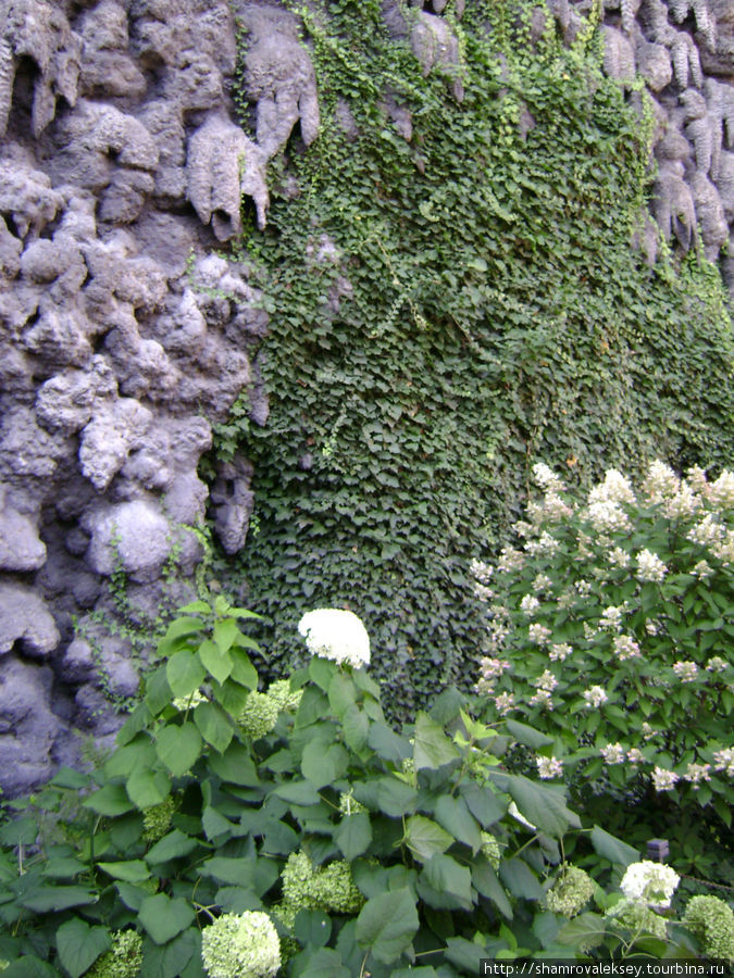 Гортензия и плющ около стены грота из сталактитов Прага, Чехия