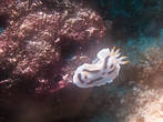 Чаще всего встречаются моллюски размеров 4-8 см.