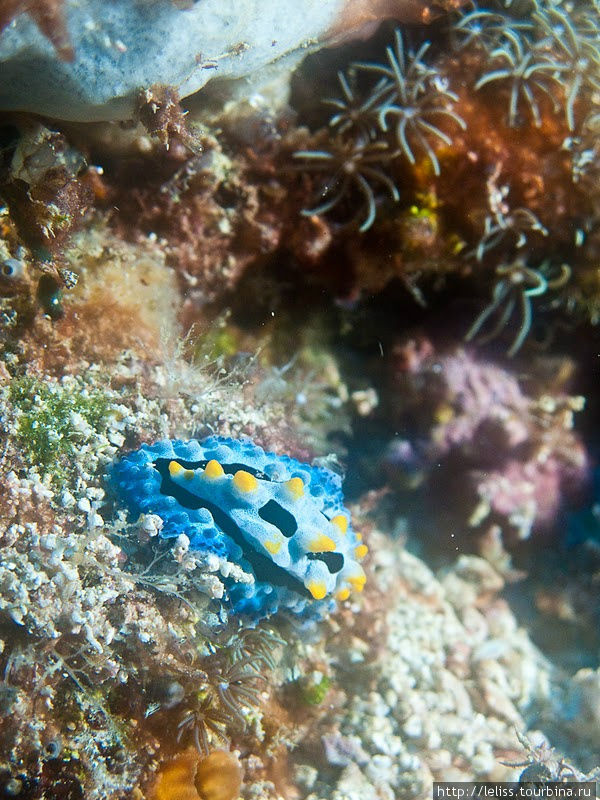 Цветные улитки* острова Мабул (*голожаберные моллюски) Остров Мабул, Малайзия