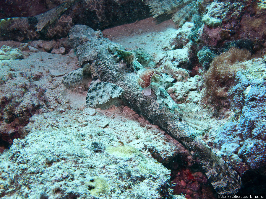 Голожаберный моллюск на фоне рыбы-крокодила. Кстати, хорошо можно представить размер. Моллюск около 1,5 см, раба-крокодил примерно 60-80 см. Остров Мабул, Малайзия