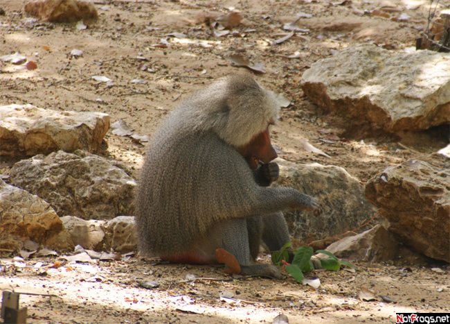 Кушающий бабуин