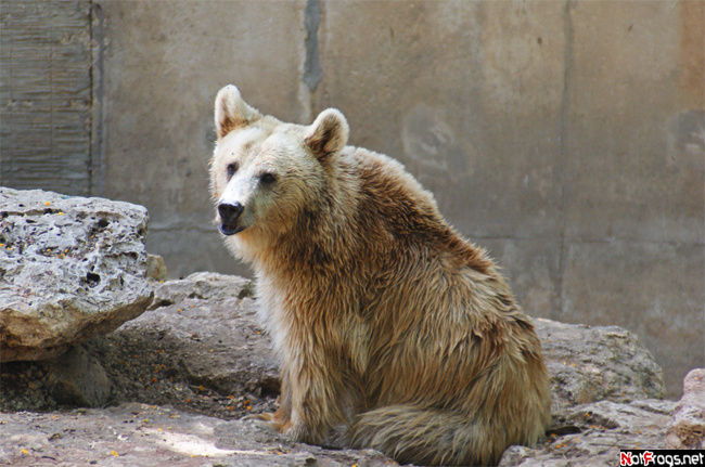 Грустный сирийский бурый медведь
