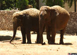 Парочка индийских слонов