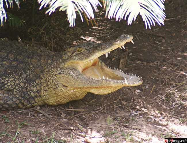 Крокодил Рамат-Ган, Израиль