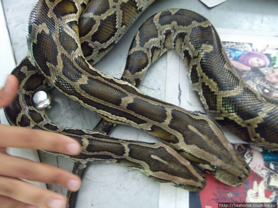 Змеевник на Пинанге Пинанг остров, Малайзия