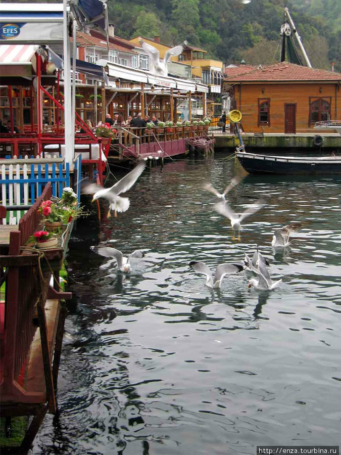 Рыбное место или три причины поехать в Анадолу Каваги Анадолу Каваги, Турция